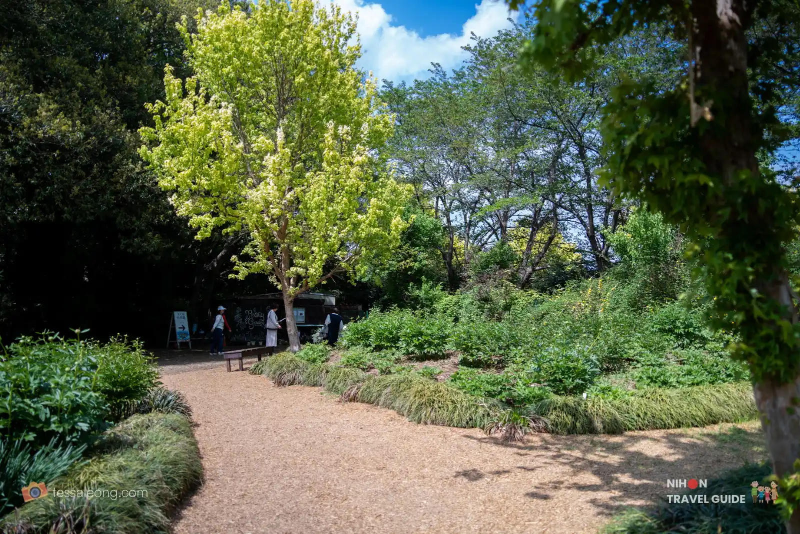 Garden path at Peony Garden Tokyo lined with lush green peony bushes and some blooming pink/red flowers on the left, surrounded by tall trees under a bright sky.