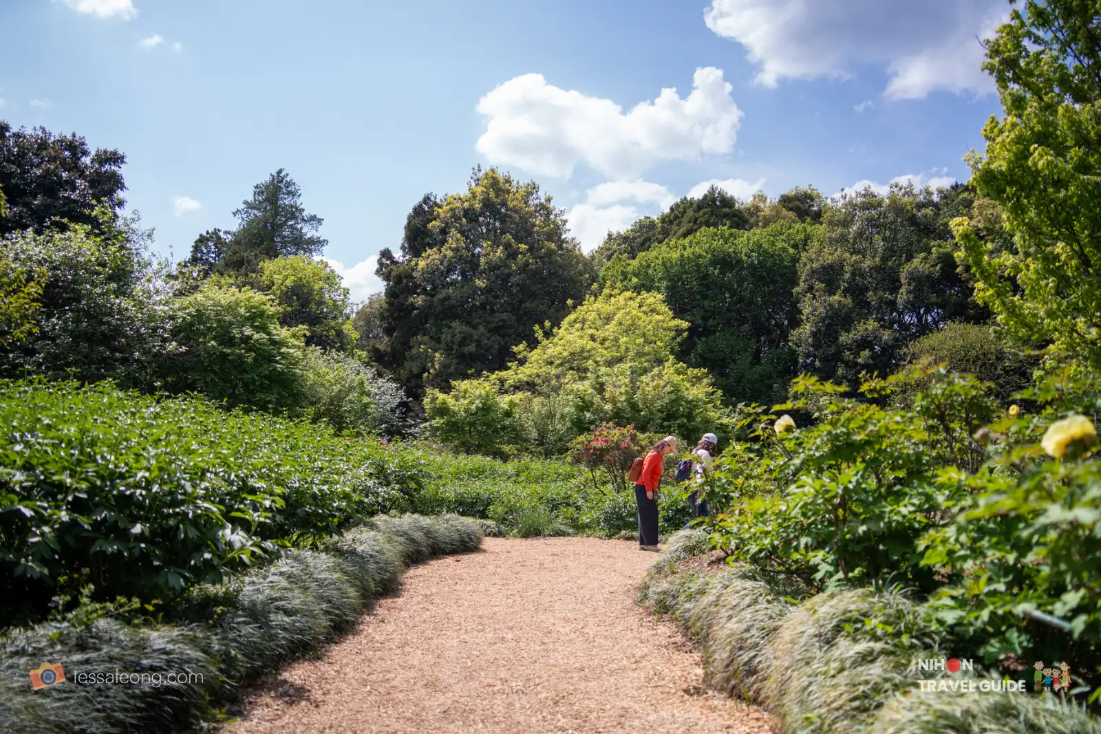 Beautiful winding garden path at Peony Garden Tokyo lined with lush green bushes and trees under a bright blue sky with white clouds. Two visitors stand along the path enjoying the scenery on a sunny spring day.