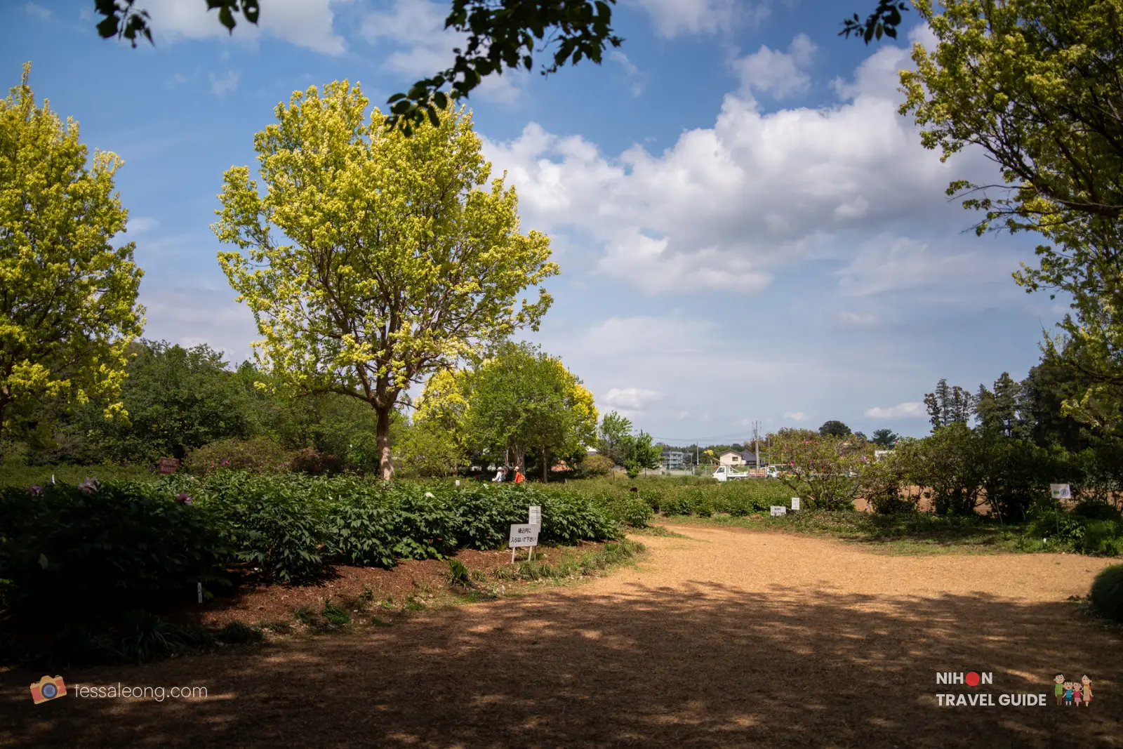 Wide view of the Herbaceous Peony (Shakuyaku) field at Peony Garden Tokyo before peak bloom. Green bushes stretch across the field under a bright blue sky, with greenhouses visible in the distance.
