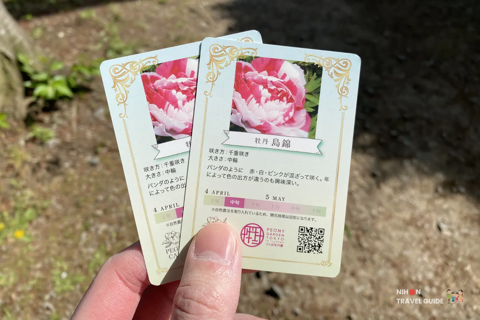 Prize for completing the stamp rally at Peony Garden Tokyo: Hand holding two illustrated peony variety cards featuring "Shima-nishiki" (島錦), a beautiful pink and white tree peony with blooming calendar information.