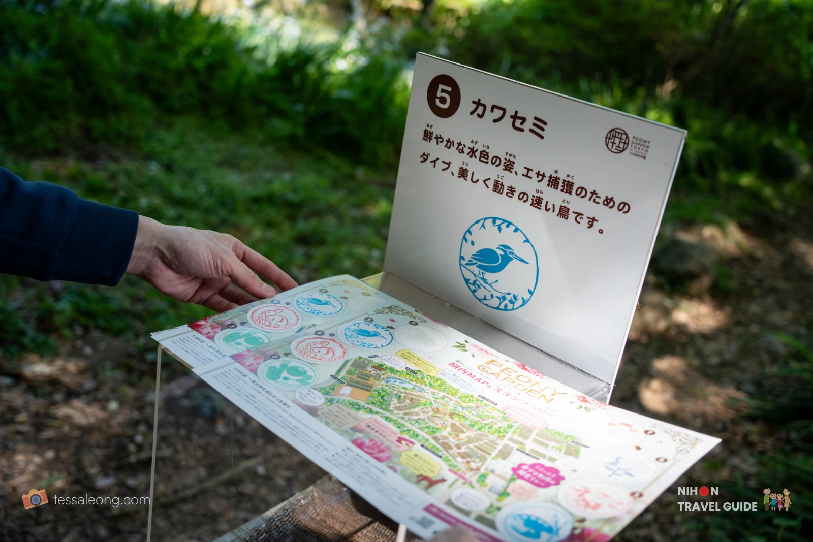 Visitor holding the Peony Garden Tokyo stamp rally map at Station 5 "Kawasemi" (Kingfisher), with the illustrated sign showing a blue kingfisher and Japanese text, surrounded by greenery.