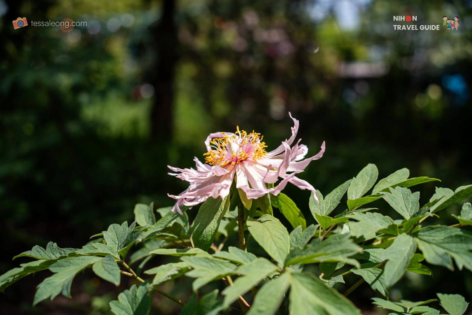 Aurora (オーロラ) Tree Peony (Botan / 牡丹) with twisted narrow petals and prominent golden stamens in bloom at Peony Garden Tokyo in Tsukuba, Ibaraki.