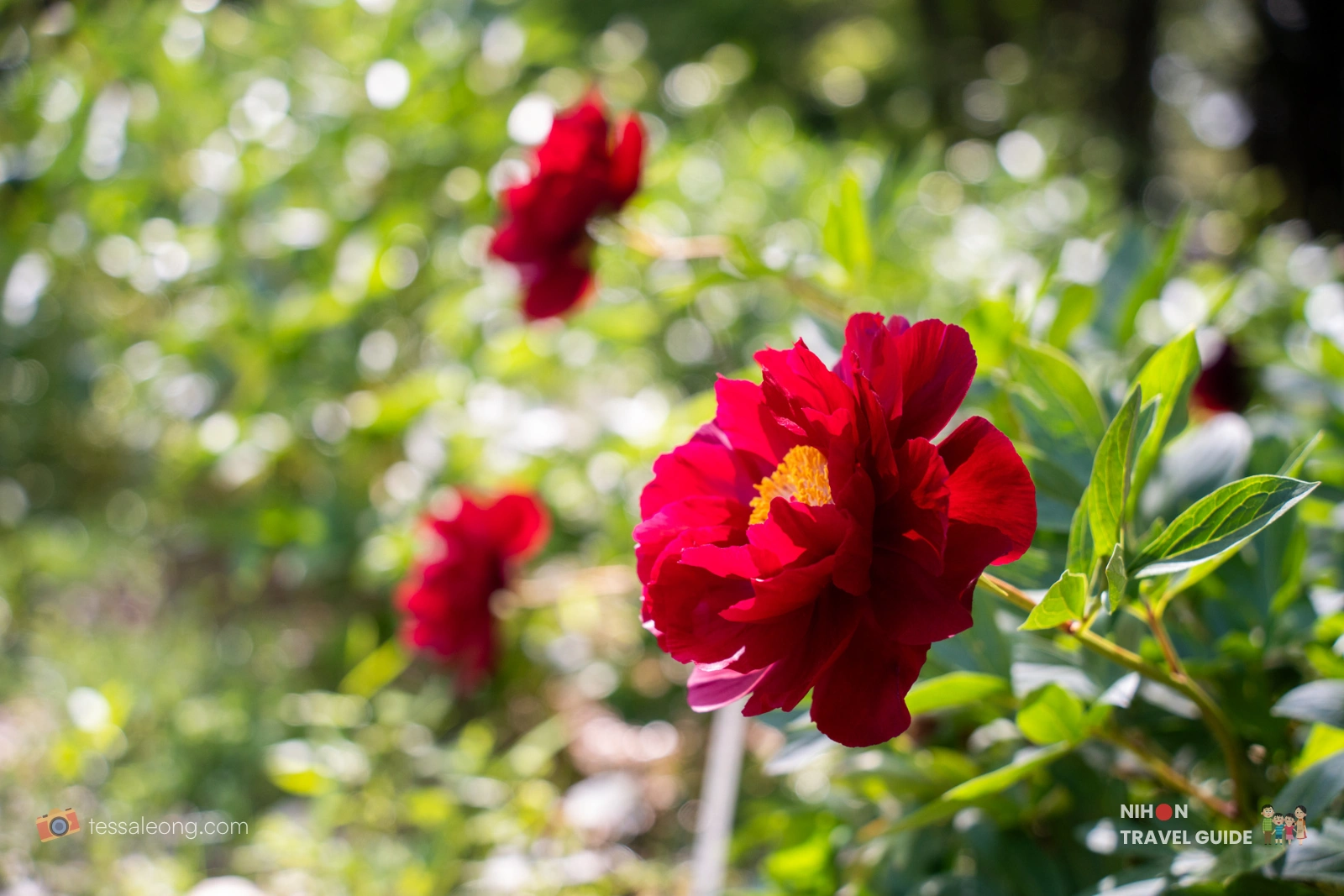 Black Pirate Tree Peony (Botan / 牡丹) in full bloom at Peony Garden Tokyo in Tsukuba, Ibaraki, with dappled sunlight filtering through the surrounding green foliage.