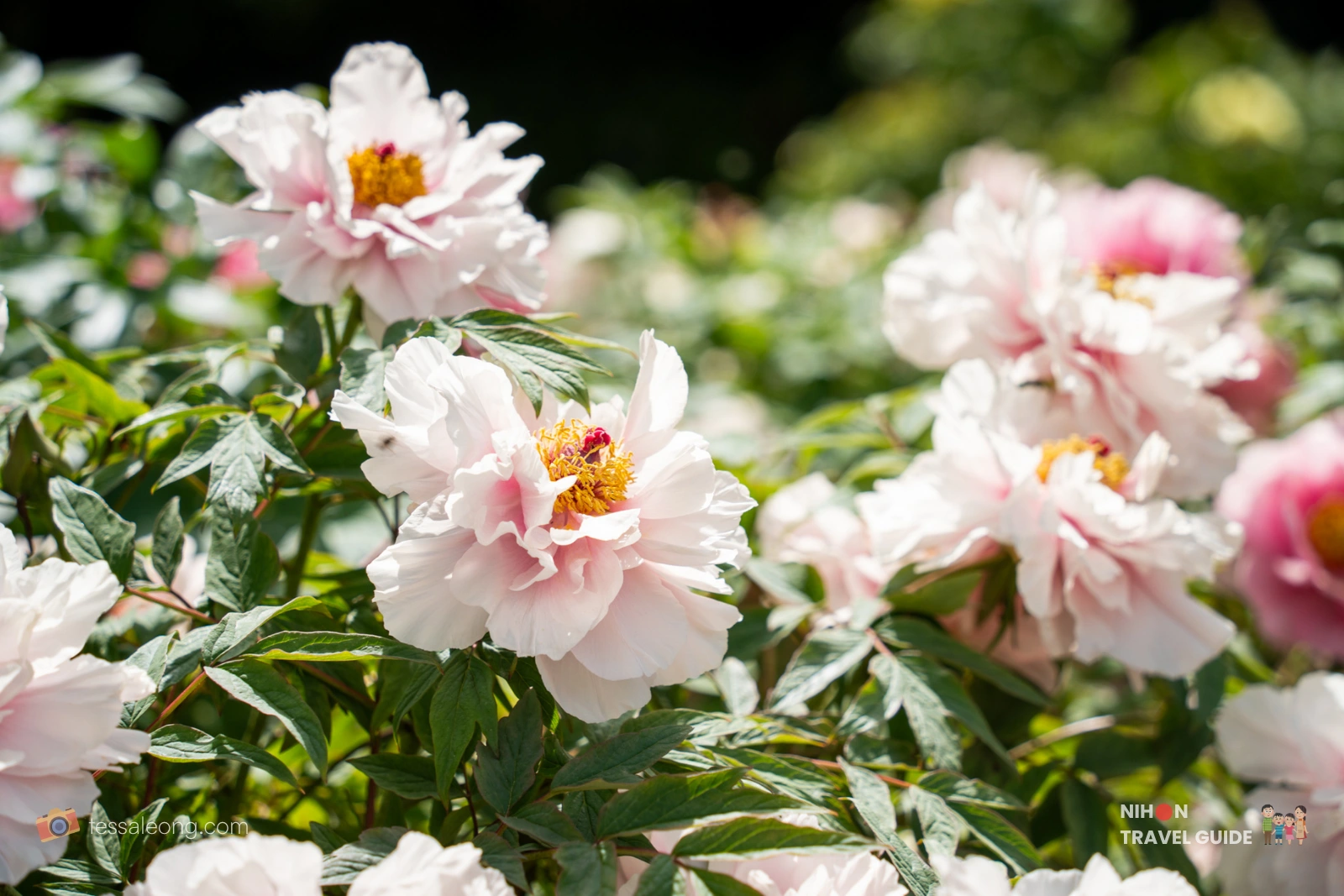 Komachi-jiro (小町白) Tree Peony (Botan / 牡丹) with pale blush-white petals and golden stamens in bloom at Peony Garden Tokyo in Tsukuba, Ibaraki.