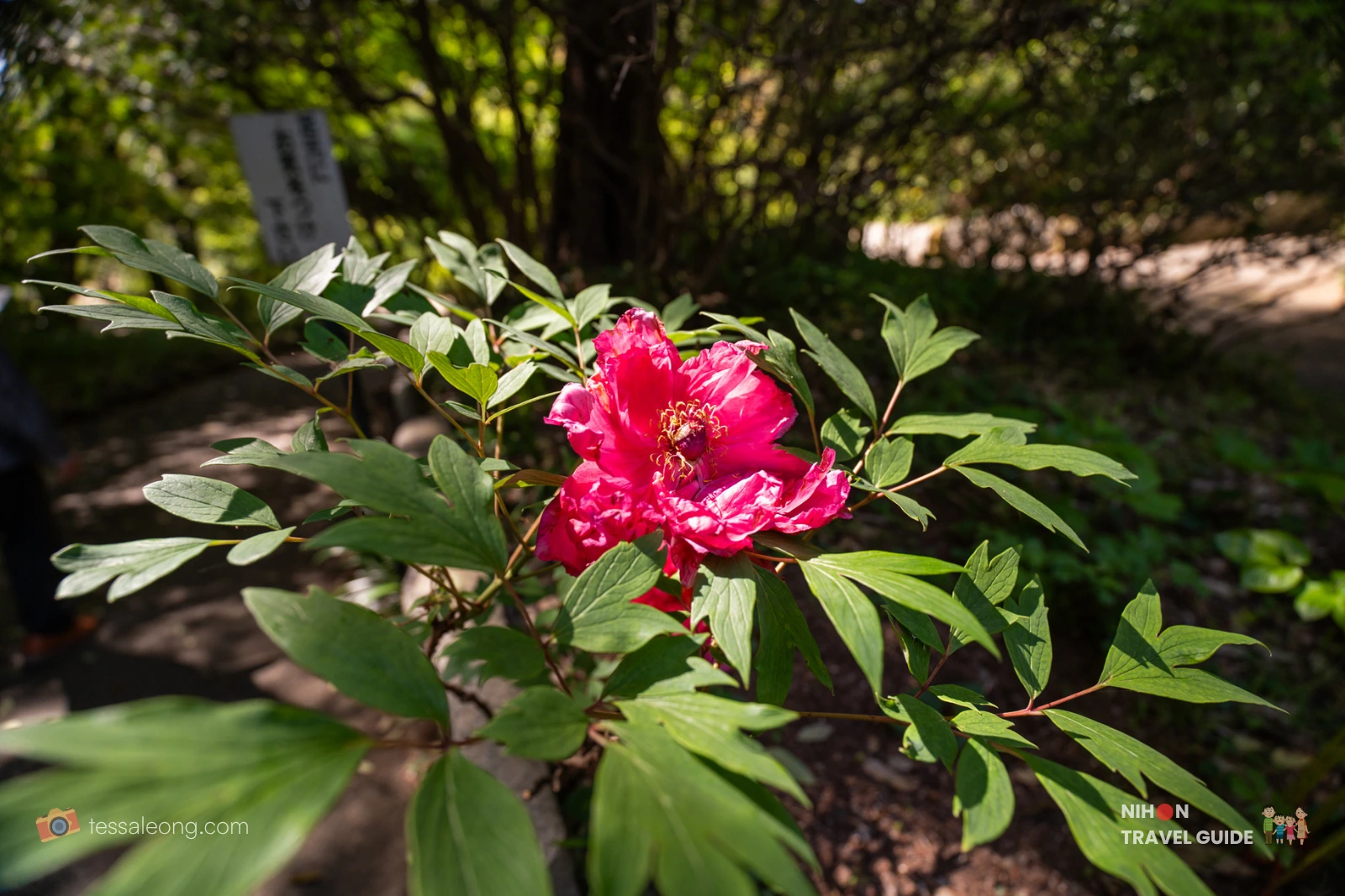 Vibrant magenta-pink Tree Peony (Botan / 牡丹) in bloom along a shaded garden path at Peony Garden Tokyo in Tsukuba, Ibaraki, surrounded by lush green foliage.