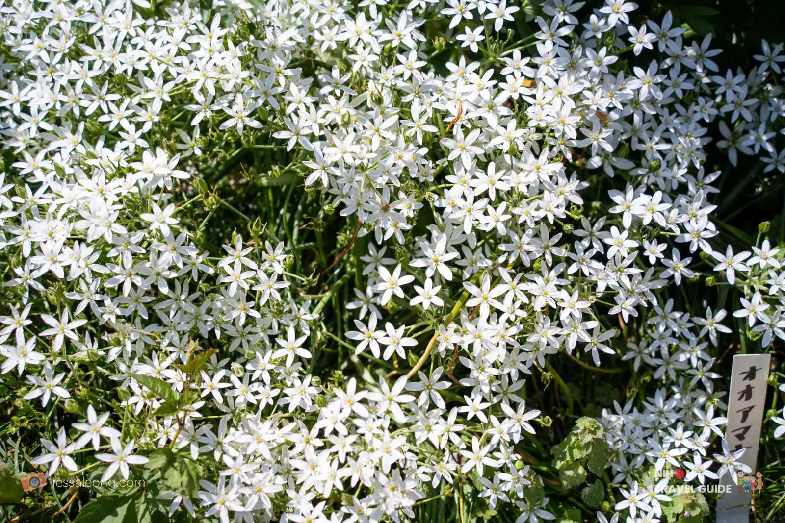 Oamana (オオアマナ / Star of Bethlehem) white star-shaped flowers in full bloom as ground cover at Peony Garden Tokyo in Tsukuba, Ibaraki, on a sunny spring day.
