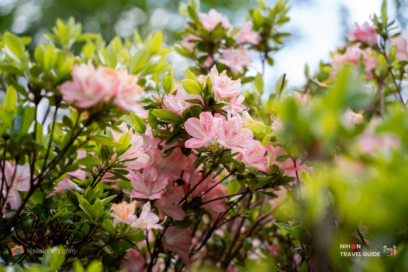 Pink azalea (Tsutsuji) blooms with speckled throats flowering among green foliage at Peony Garden Tokyo in Tsukuba, Ibaraki.