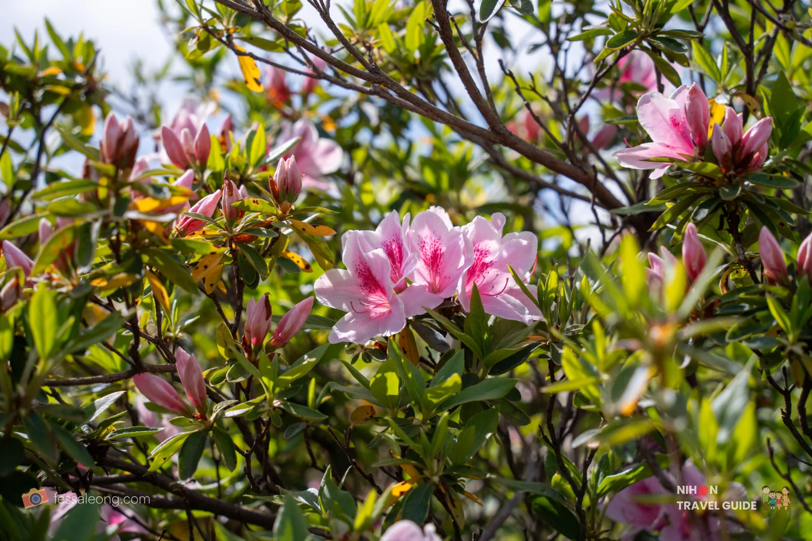 Cluster of pale pink azalea blossoms with darker pink speckles amid green shrub leaves and brown branches in bright sunlight.