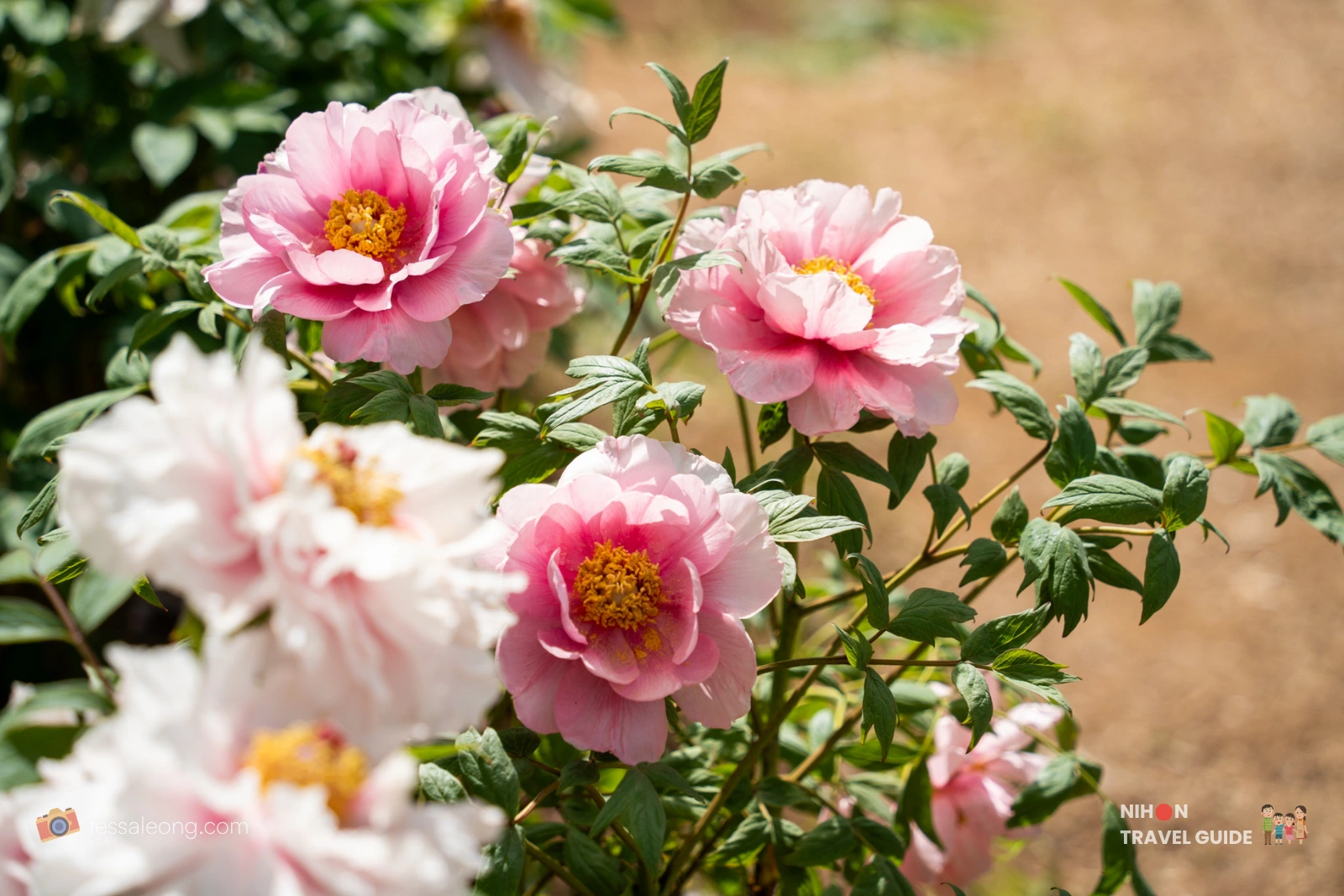 Pink Tree Peonies (Botan / 牡丹) with open semi-double blooms and golden stamens flowering at Peony Garden Tokyo in Tsukuba, Ibaraki, on a sunny spring day.