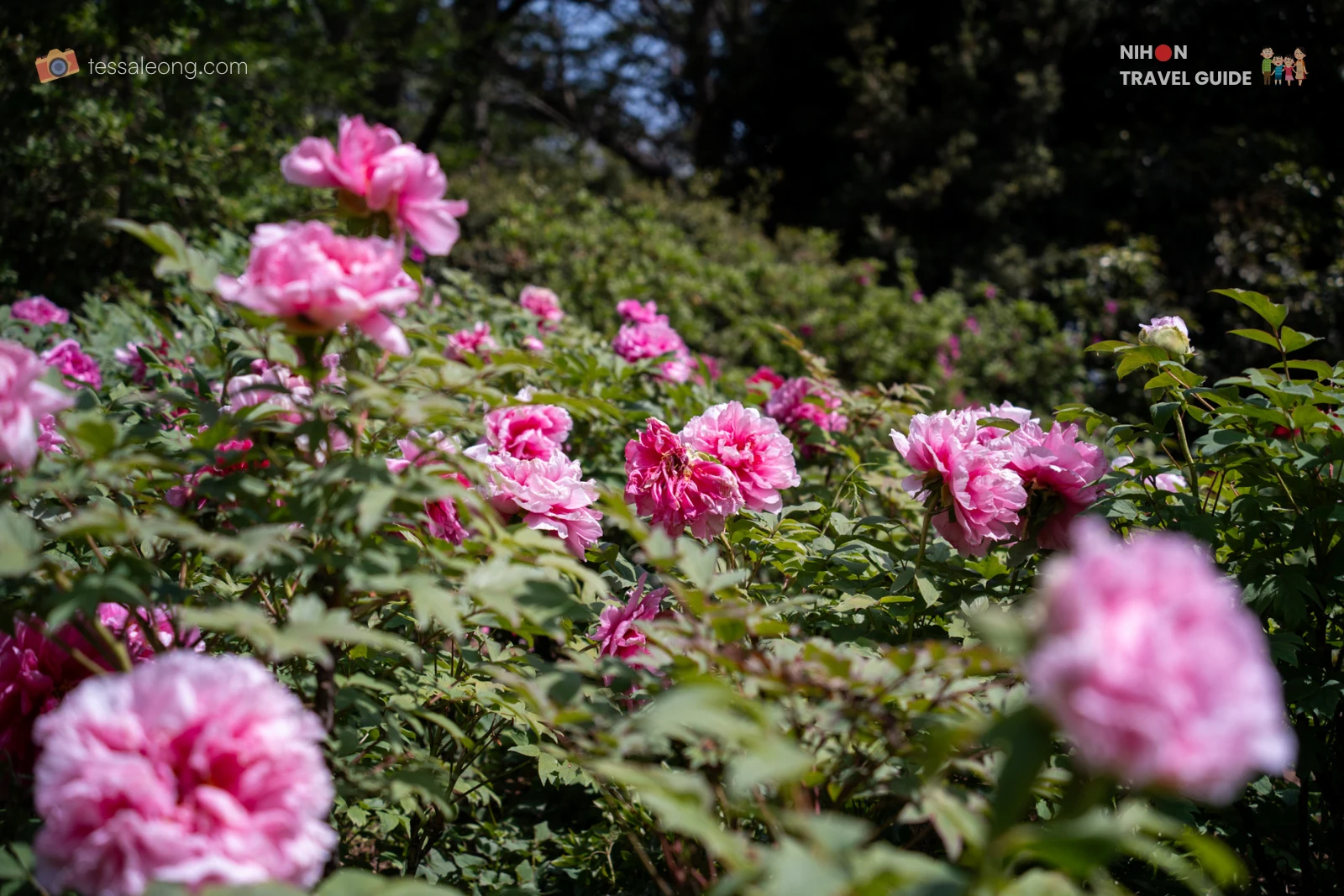 A field of pink Tree Peonies (Botan / 牡丹) in full bloom at Peony Garden Tokyo in Tsukuba, Ibaraki, showcasing the garden's vast collection of double-flowered varieties on a sunny spring day.