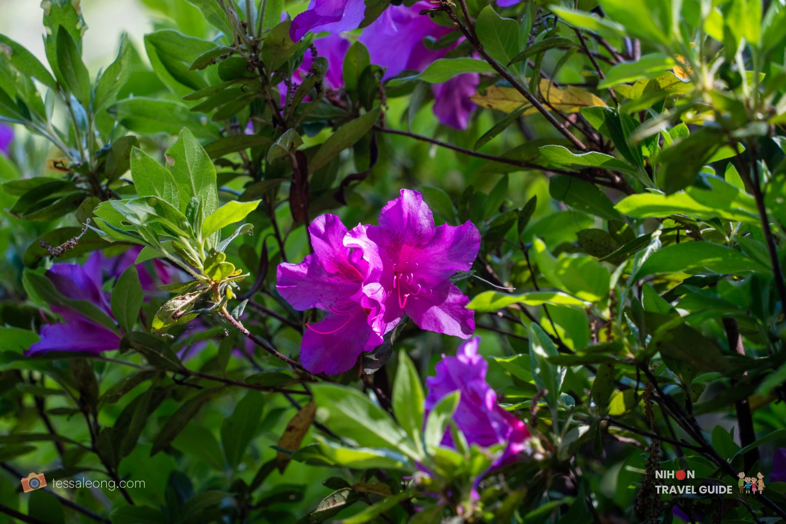 Purple and magenta Azalea (Tsutsuji / ツツジ) blooms flowering among green foliage at Peony Garden Tokyo in Tsukuba, Ibaraki, on a bright spring day.
