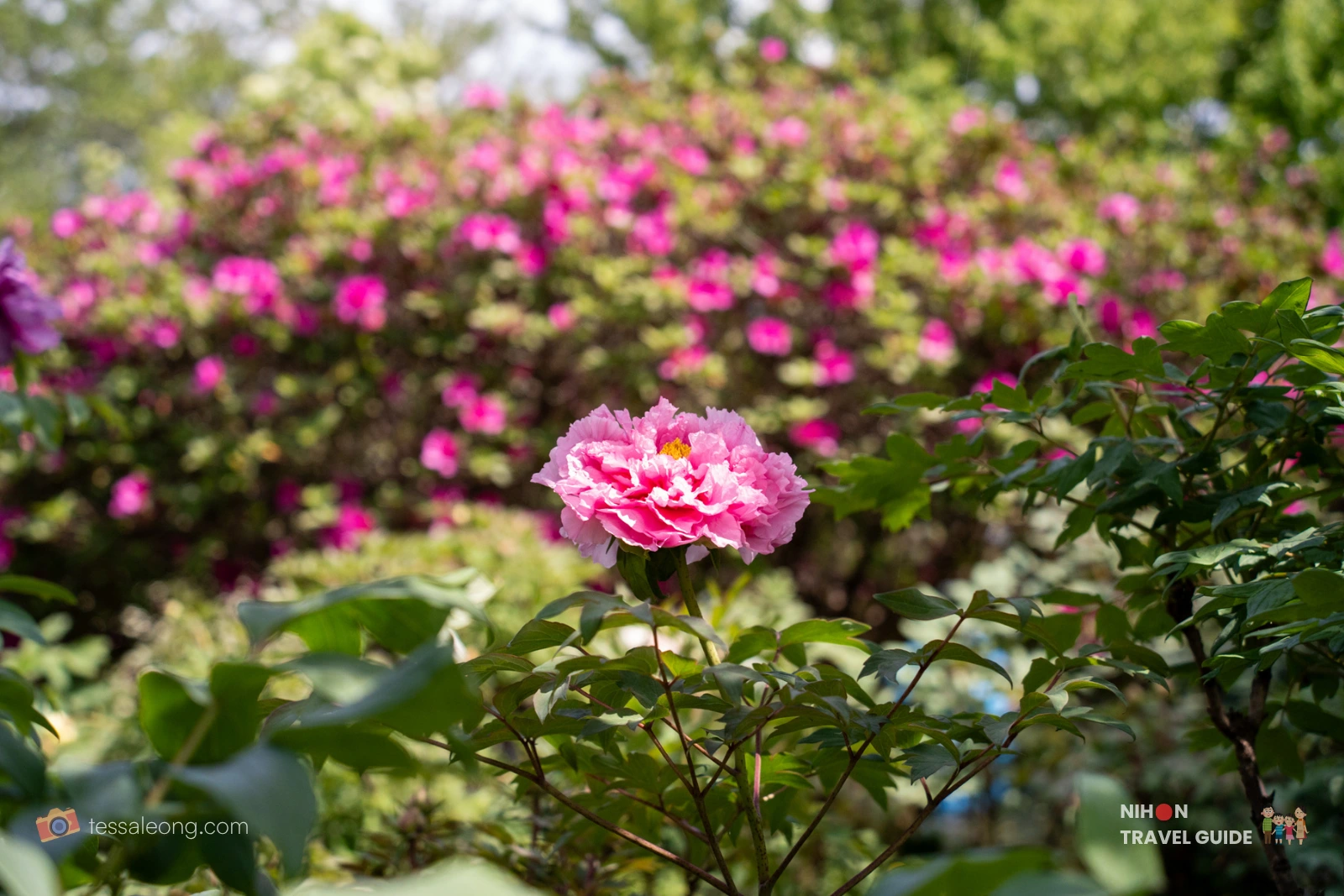 Shimane-Chōjuraku (島根長寿楽) Tree Peony (Botan / 牡丹) in full bloom at Peony Garden Tokyo in Tsukuba, Ibaraki, with magenta azaleas softly blurred in the background.