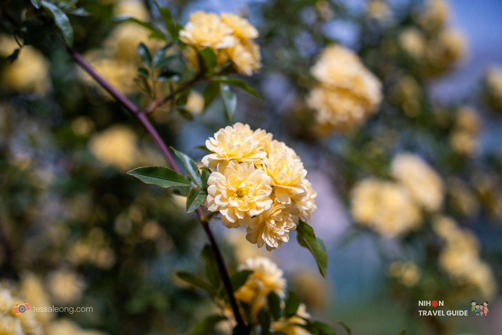 Yellow Rambler Roses (モッコウバラ) blooming at Peony Garden Tokyo. Soft yellow clustered flowers with green leaves.