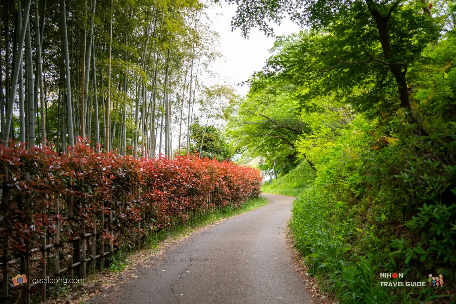 Winding path lined with tall bamboo and red foliage in the Japanese Garden at Akebonoyama Agricultural Park