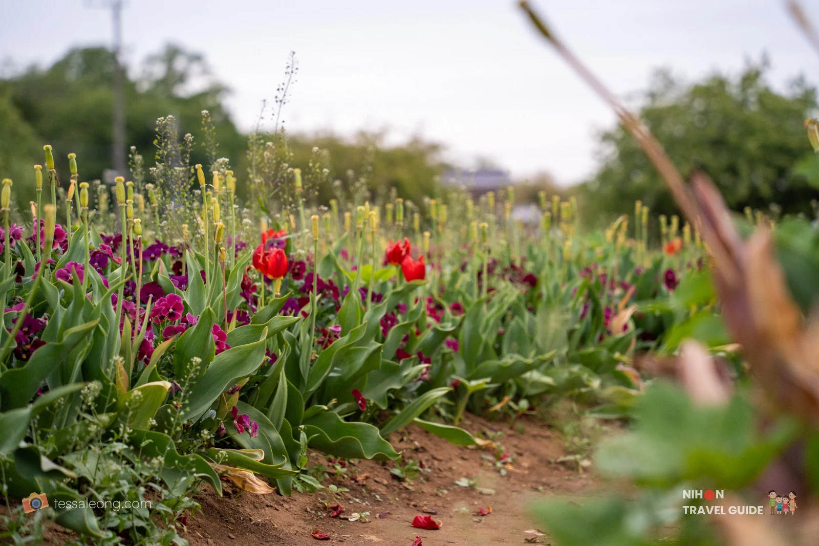 Red tulips and purple pansies in the flower beds at Akebonoyama Agricultural Park.
