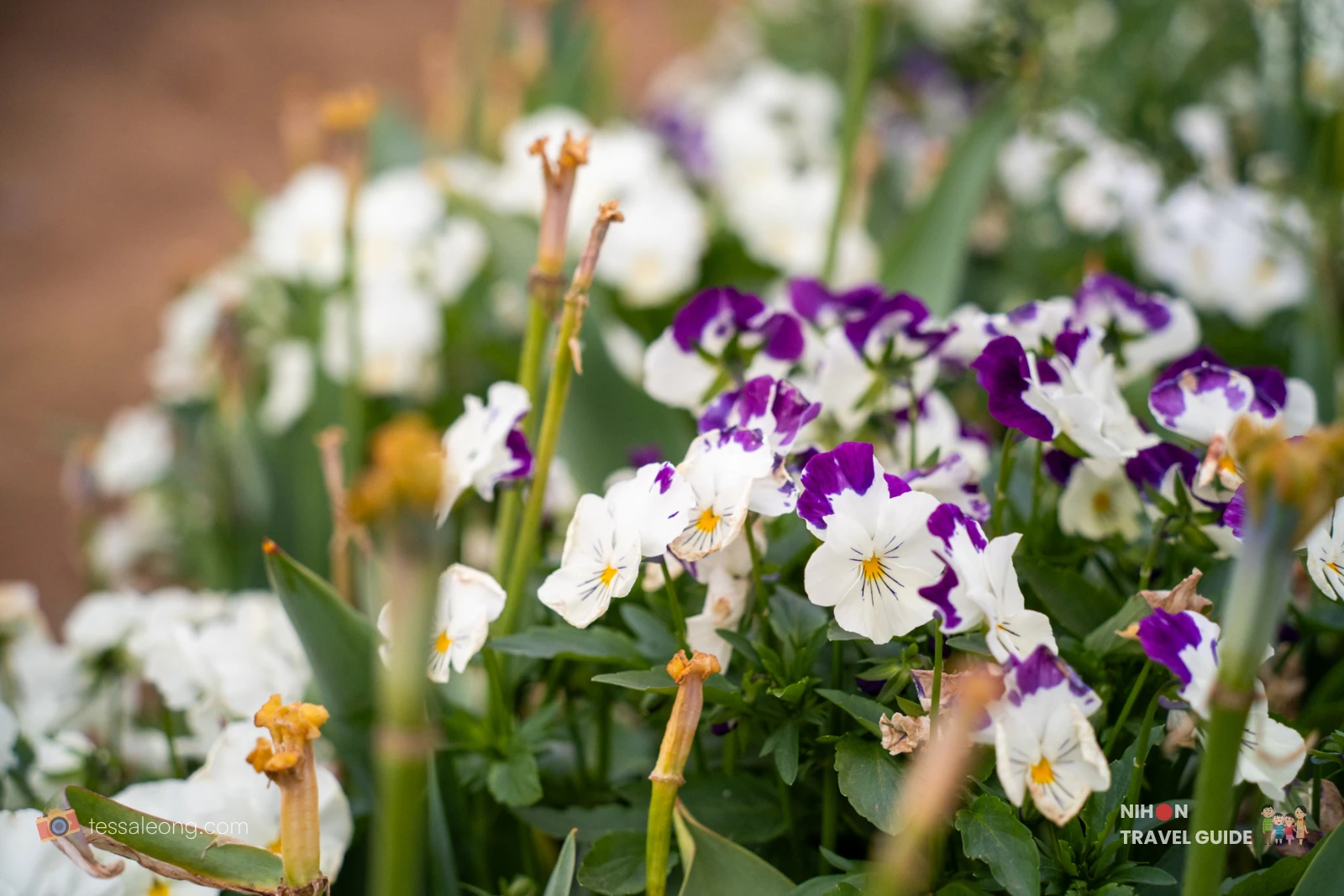 White and purple pansies blooming in the flower fields at Akebonoyama Agricultural Park.