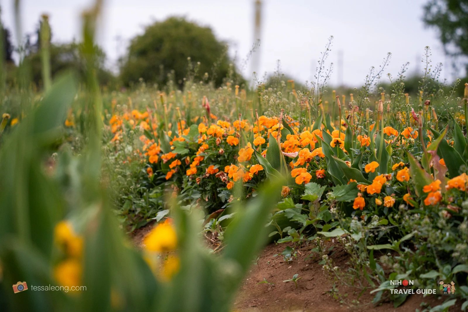 Vibrant orange flowers blooming in the fields at Akebonoyama Agricultural Park.