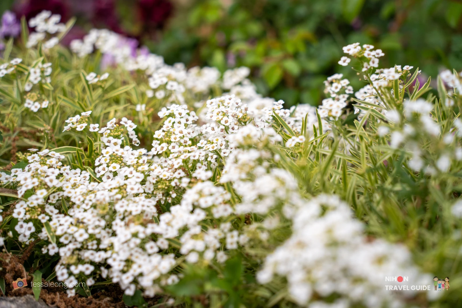 Close-up of sweet alyssum white flowers at Akebonoyama Agricultural Park in Chiba