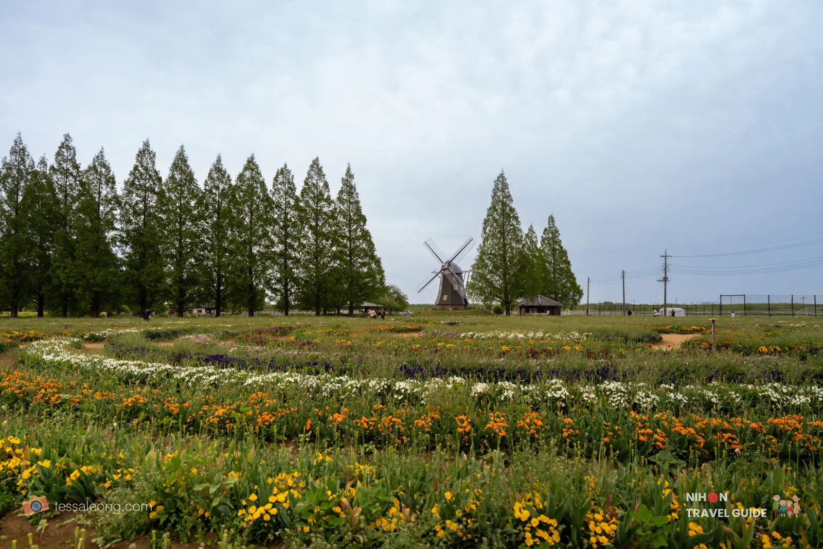 Vibrant multicolored flower beds with the Dutch windmill in the background at Akebonoyama Agricultural Park