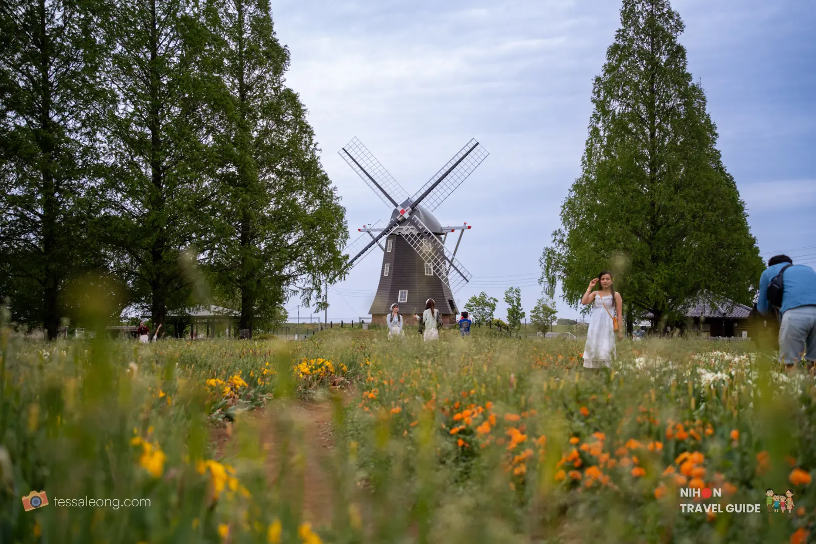 Colorful flower fields with the iconic Dutch windmill in the background at Akebonoyama Agricultural Park, Kashiwa Chiba