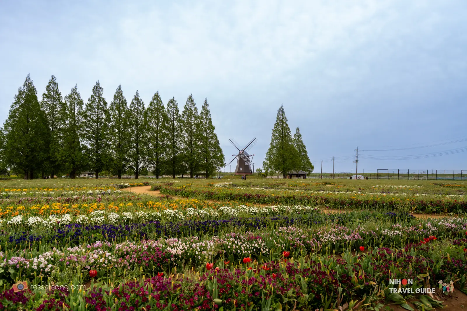 Wide view of colorful flower fields and the Dutch windmill with tall trees at Akebonoyama Agricultural Park, Chiba