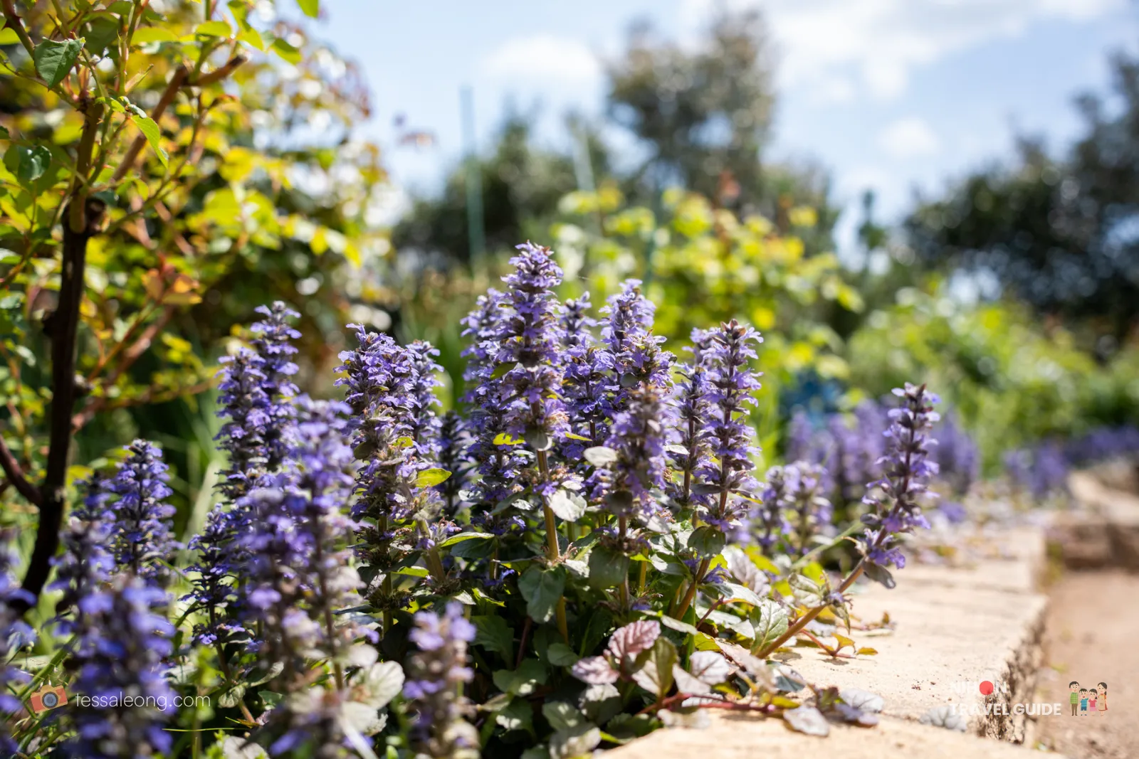Purple Ajuga (Bugleweed) flowers blooming along a path at Ibaraki Flower Park.