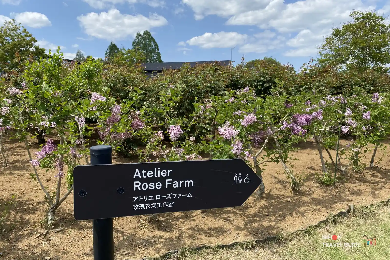Directional sign for Atelier Rose Farm at Ibaraki Flower Park with blooming lilac flowers.