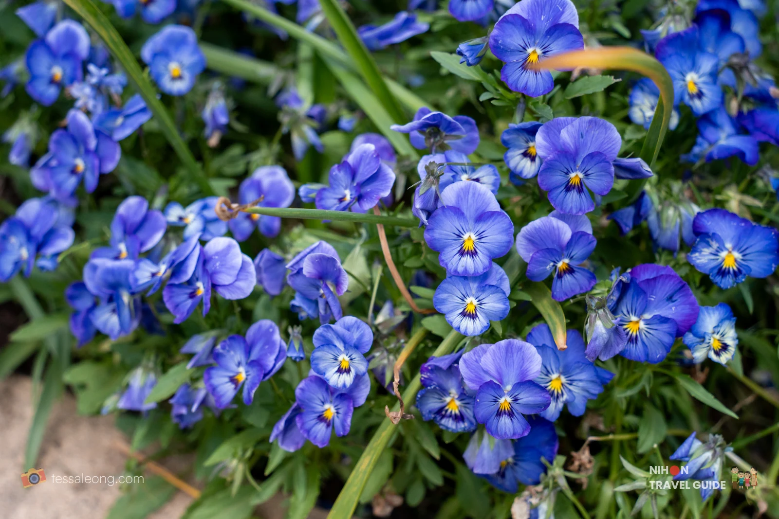 Vibrant blue and purple pansies blooming at Ibaraki Flower Park.