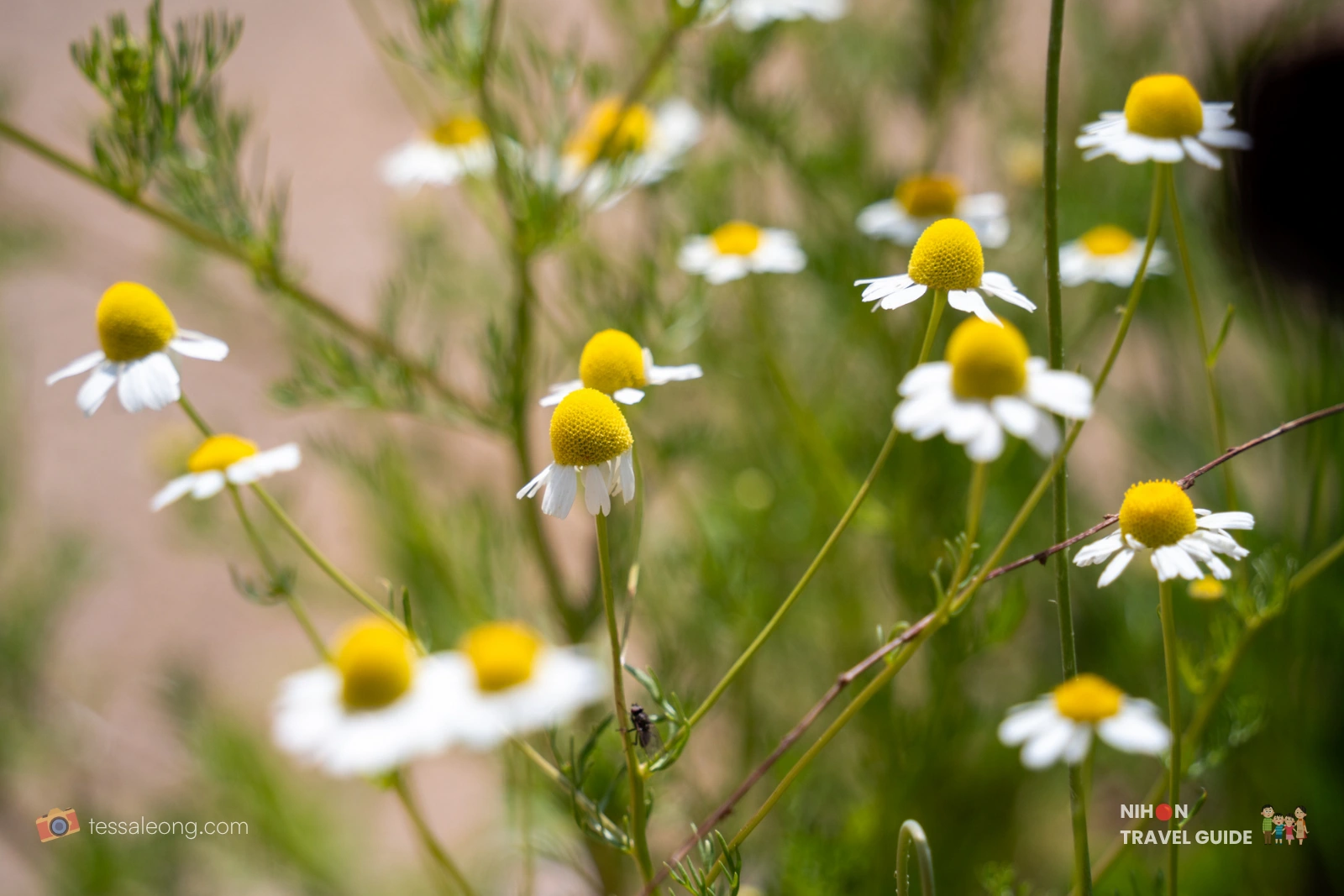 Delicate white chamomile flowers with yellow centers at Ibaraki Flower Park.