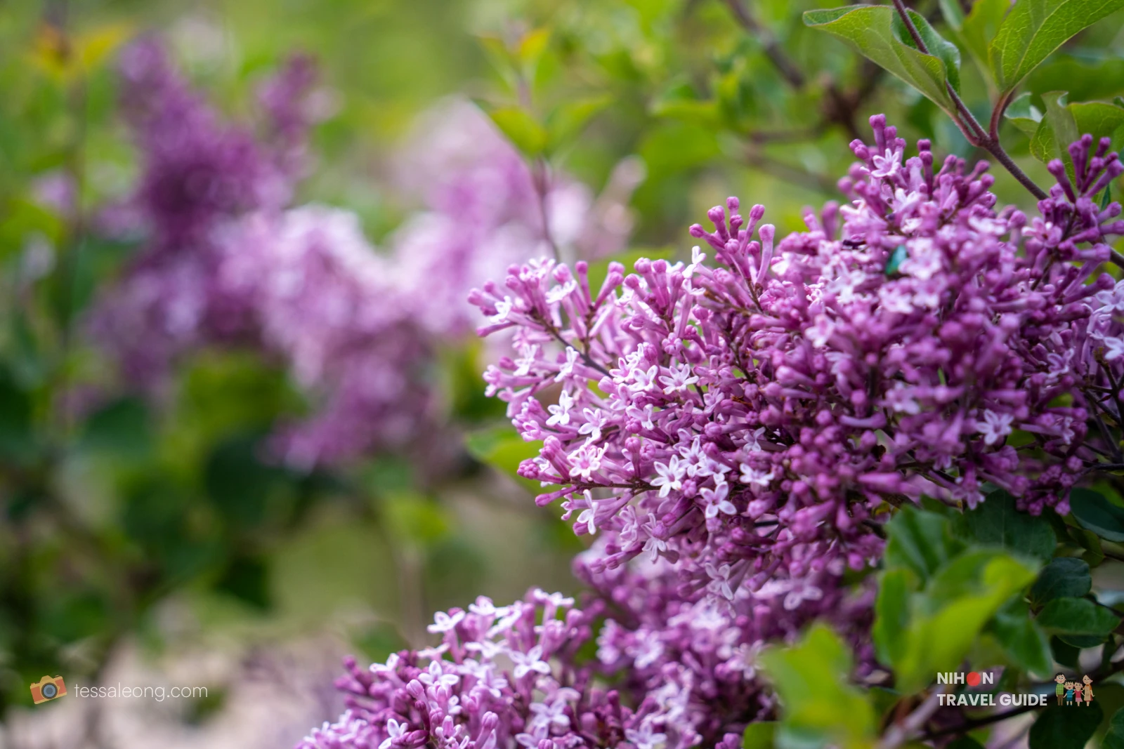 Beautiful purple lilac flowers in bloom at Ibaraki Flower Park.