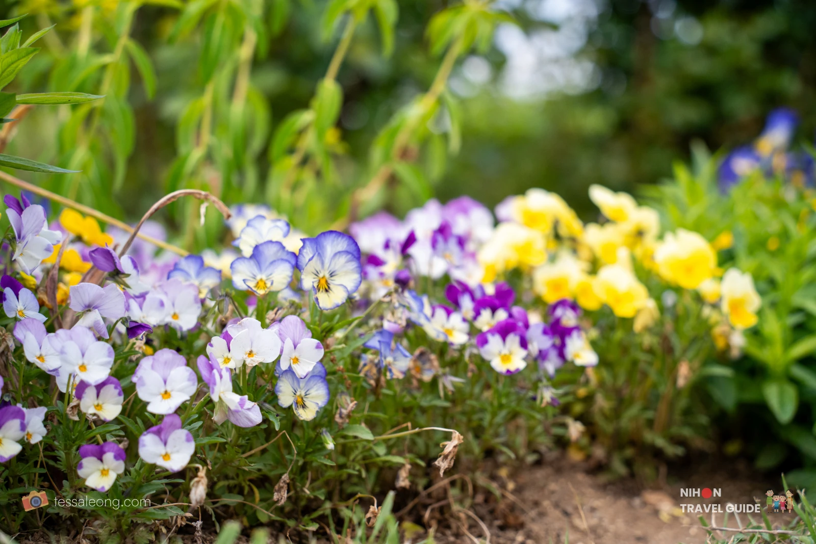 Colorful mix of blue, purple, white, and yellow pansies at Ibaraki Flower Park.