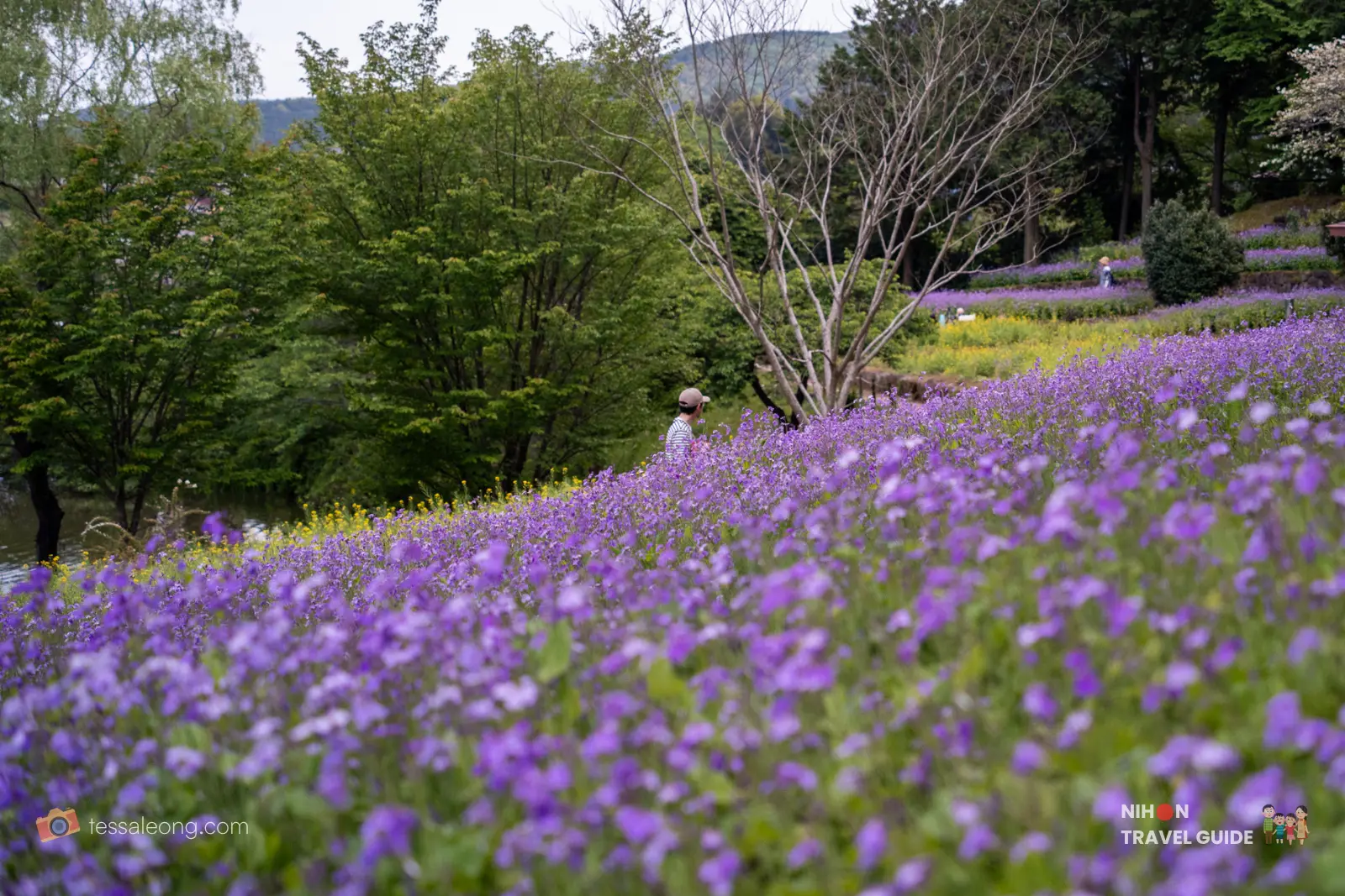 Vast field of blooming Murasaki Hanana (purple rock cress) at Ibaraki Flower Park in spring.
