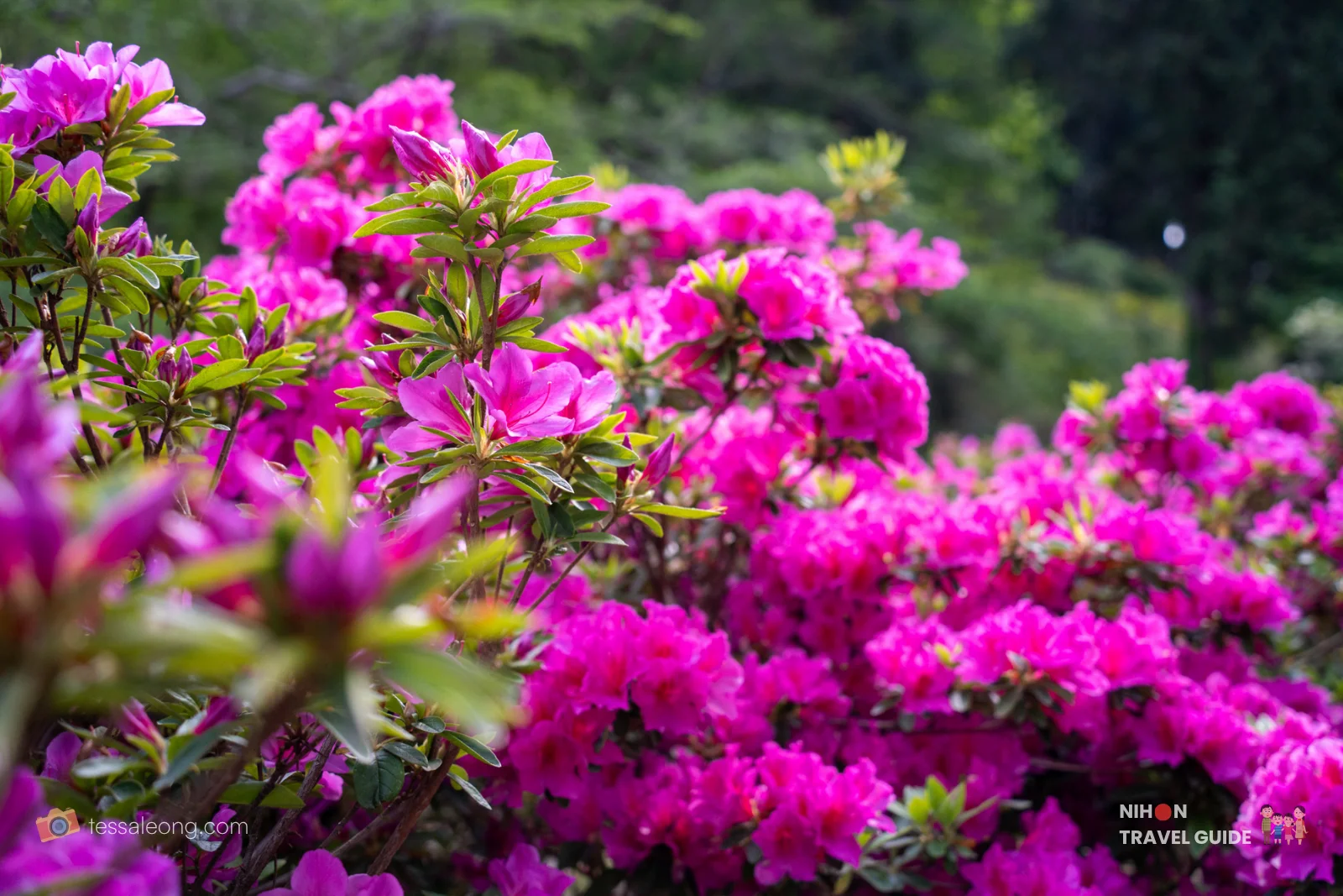 Vibrant pink azaleas in full bloom at Ibaraki Flower Park.