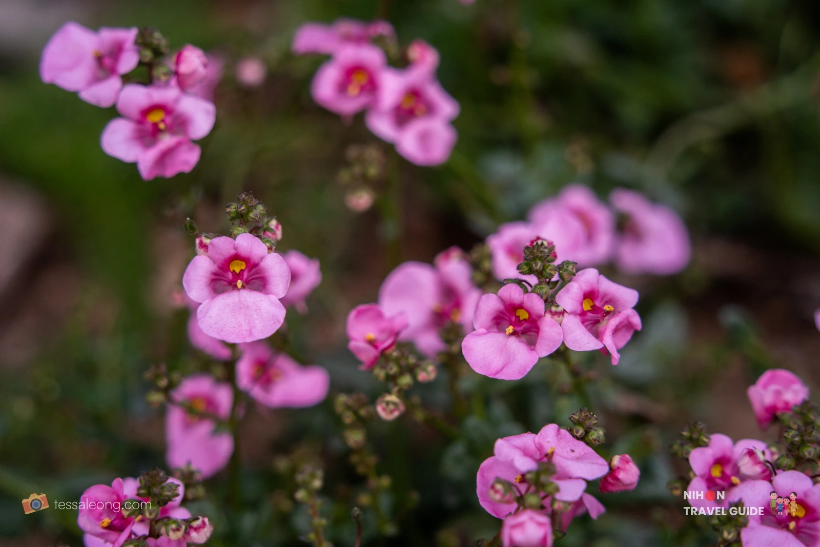 Delicate pink Nemesia flowers at Ibaraki Flower Park.