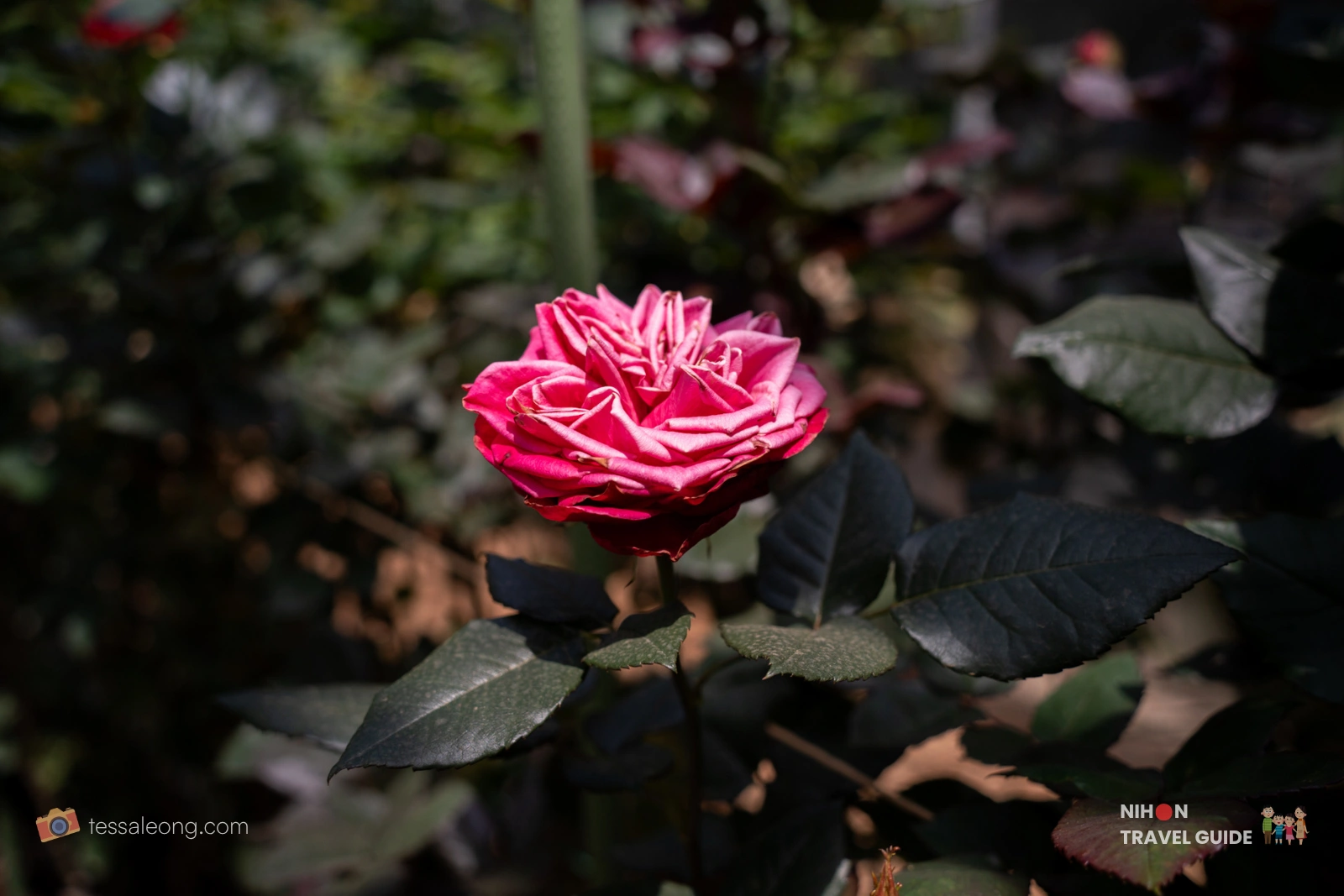 Beautiful pink rose in full bloom at Atelier Rose Farm, Ibaraki Flower Park.