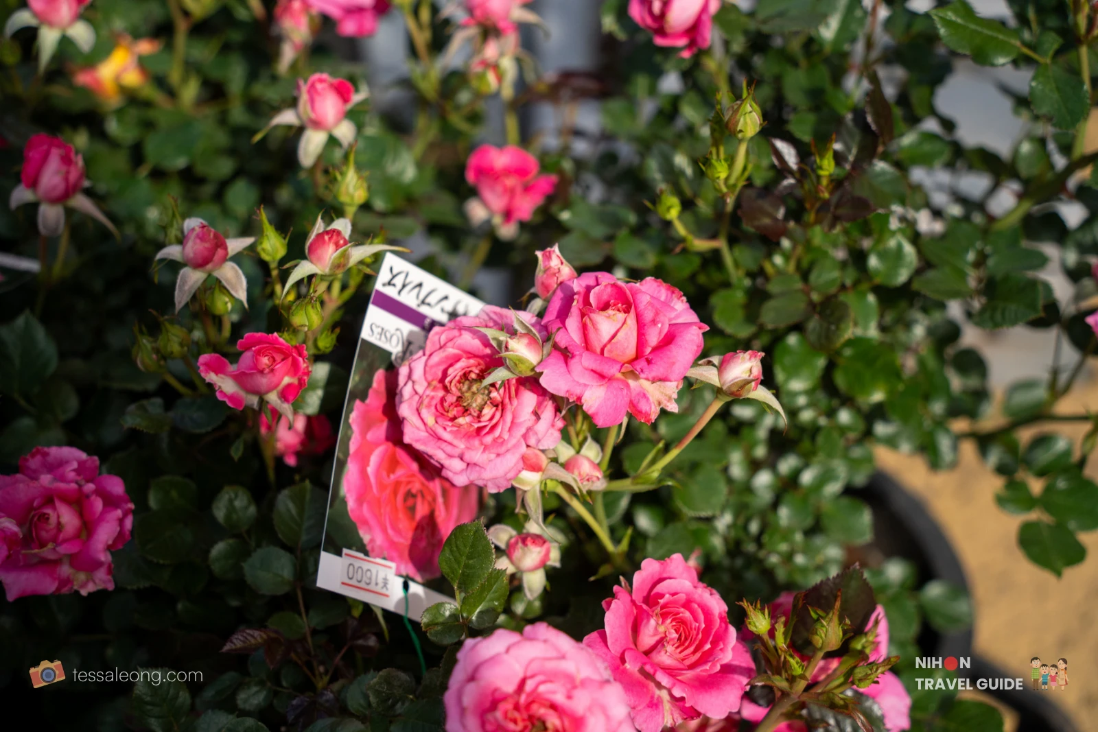 Pink roses with price tag available for purchase at Rose Farm Market in Ibaraki Flower Park.