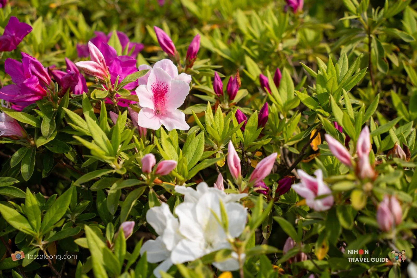 Pink, magenta, and white azaleas blooming at Ibaraki Flower Park.