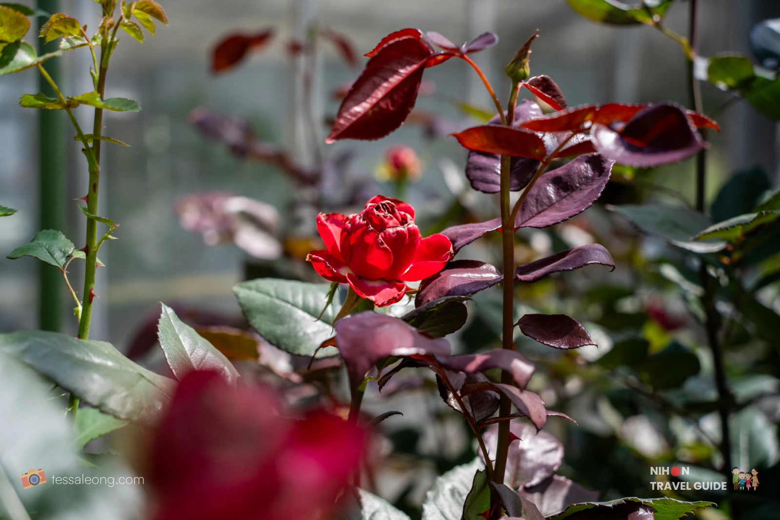 Vibrant red rose with dark foliage at Atelier Rose Farm greenhouse in Ibaraki Flower Park.