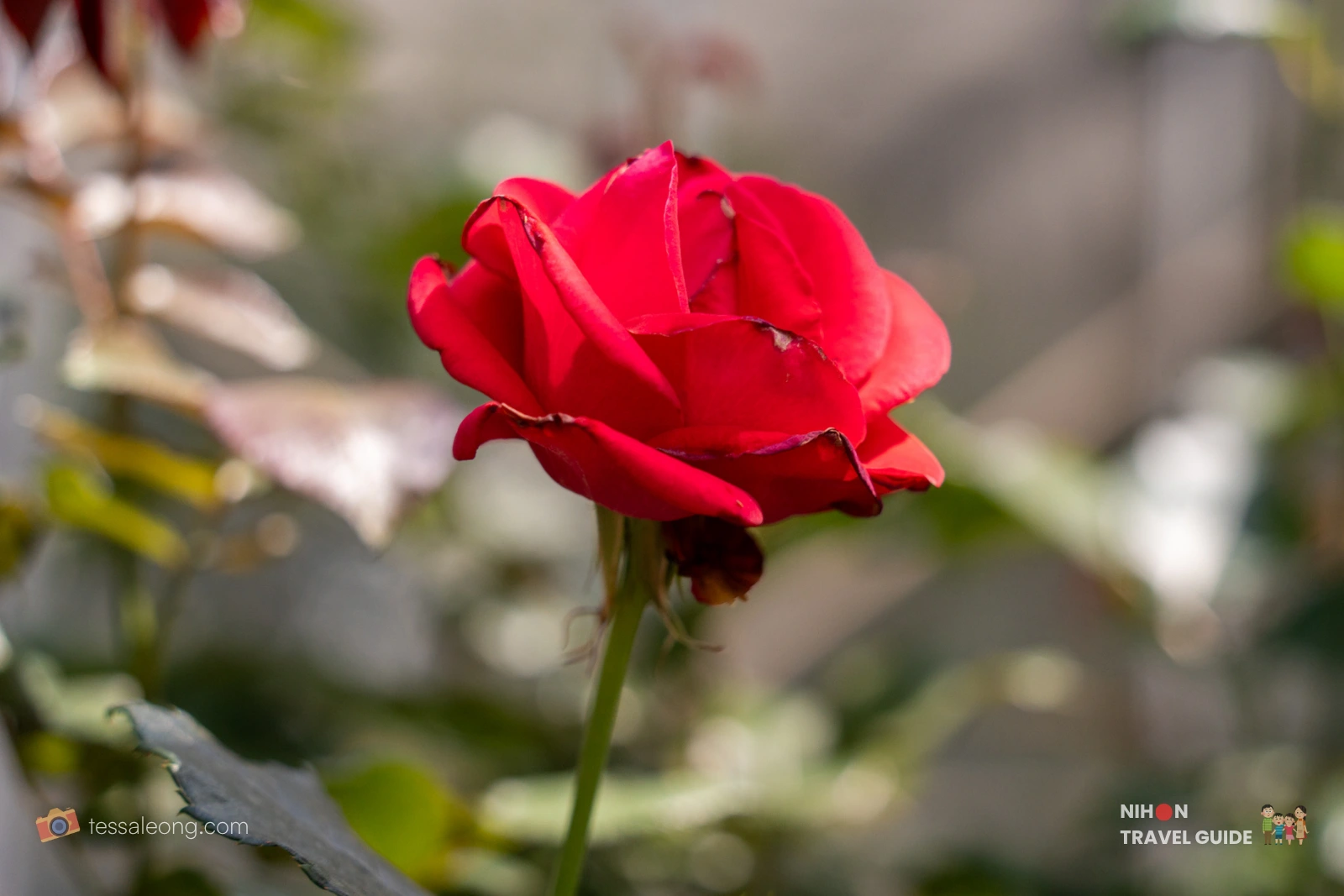 Close-up of a vibrant red rose at Atelier Rose Farm in Ibaraki Flower Park.