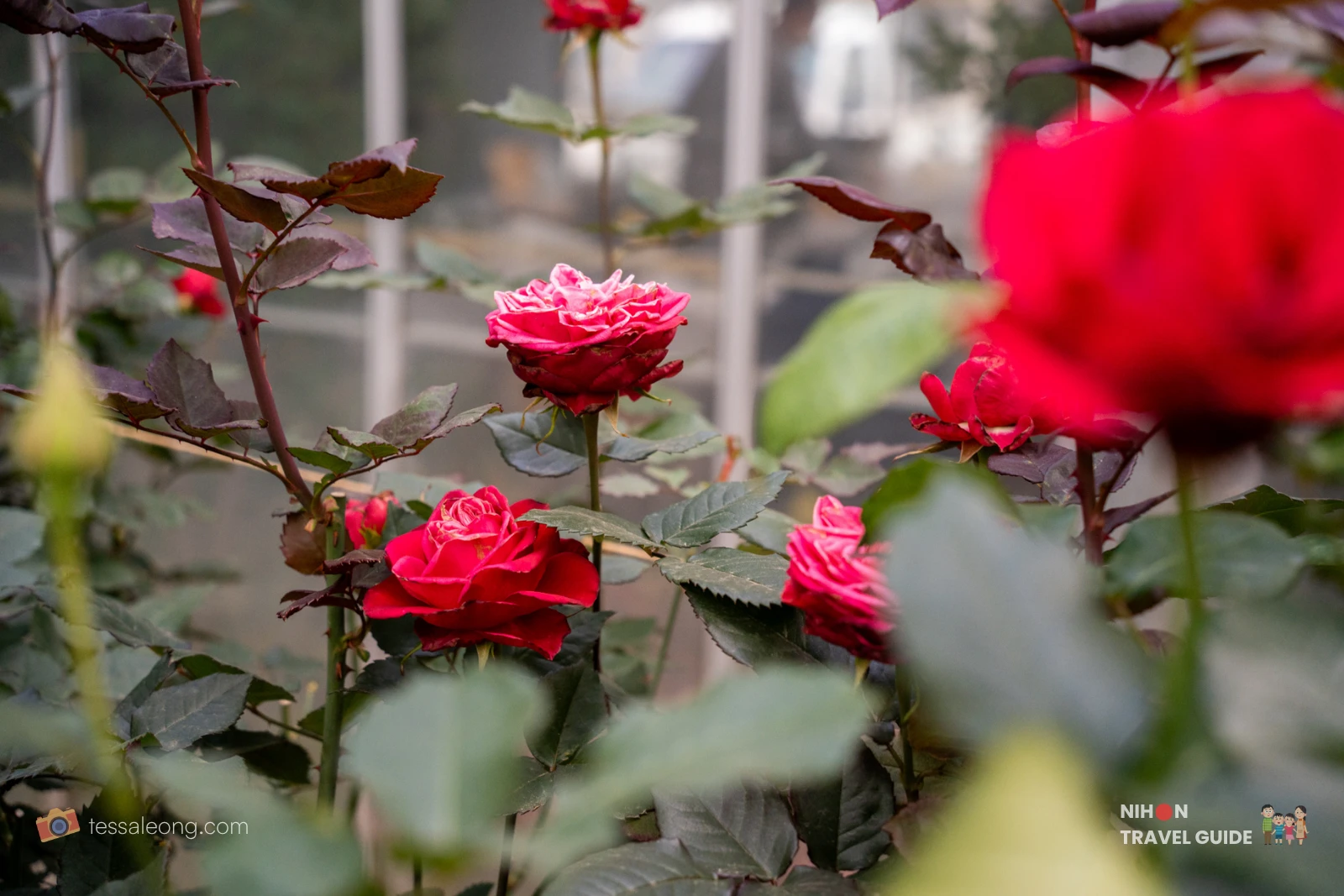 Cluster of vibrant red and pink roses at Atelier Rose Farm in Ibaraki Flower Park.