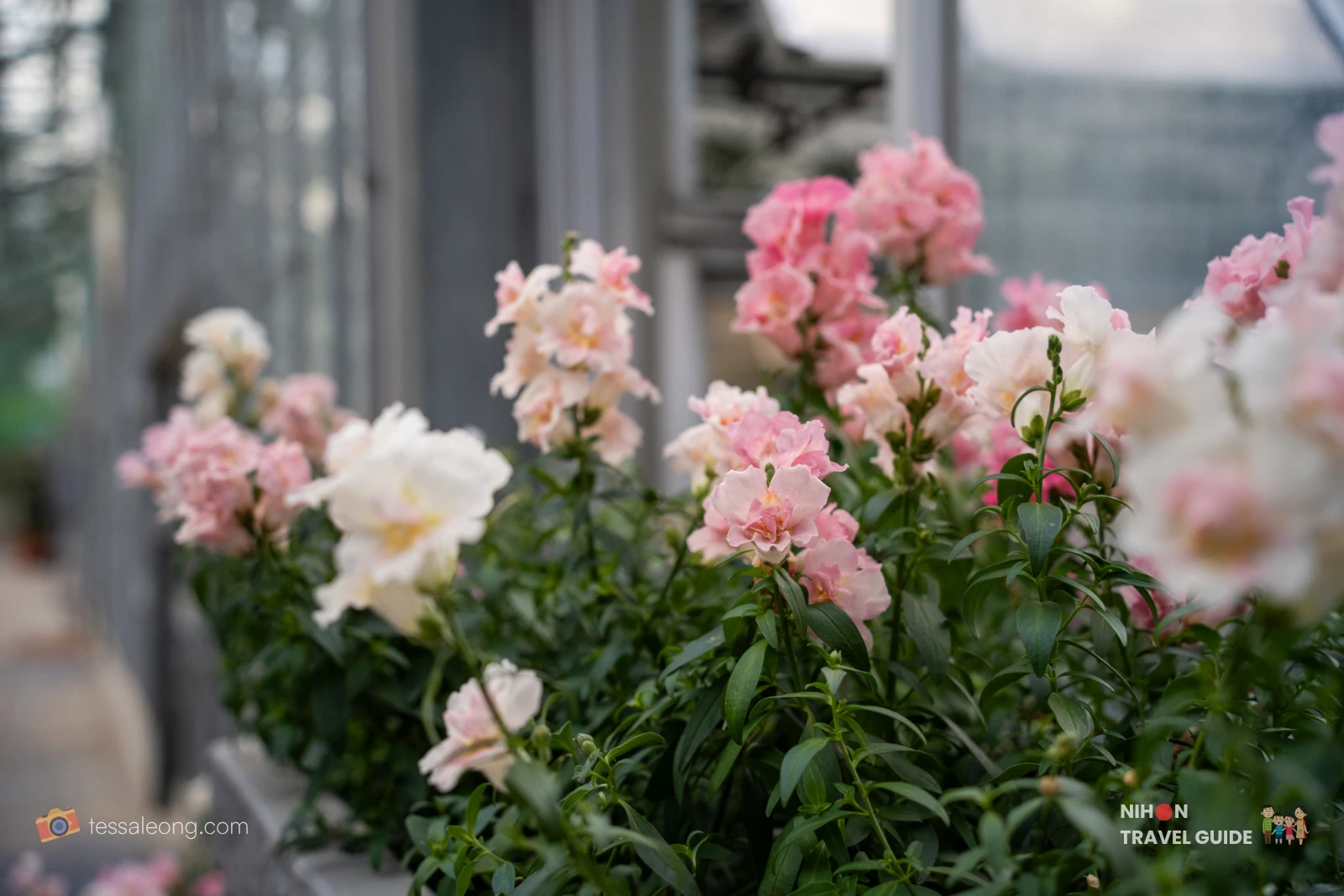 Pink and white snapdragons blooming in the Atelier Rose Farm greenhouse at Ibaraki Flower Park.