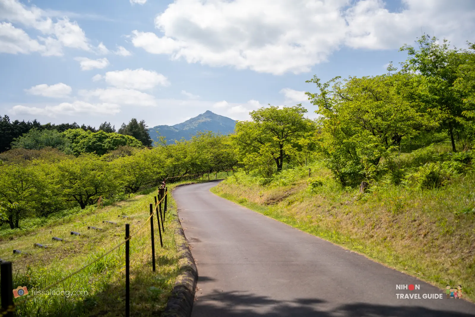 Winding path lined with fresh green trees leading toward Mount Tsukuba in spring at Ibaraki Flower Park.