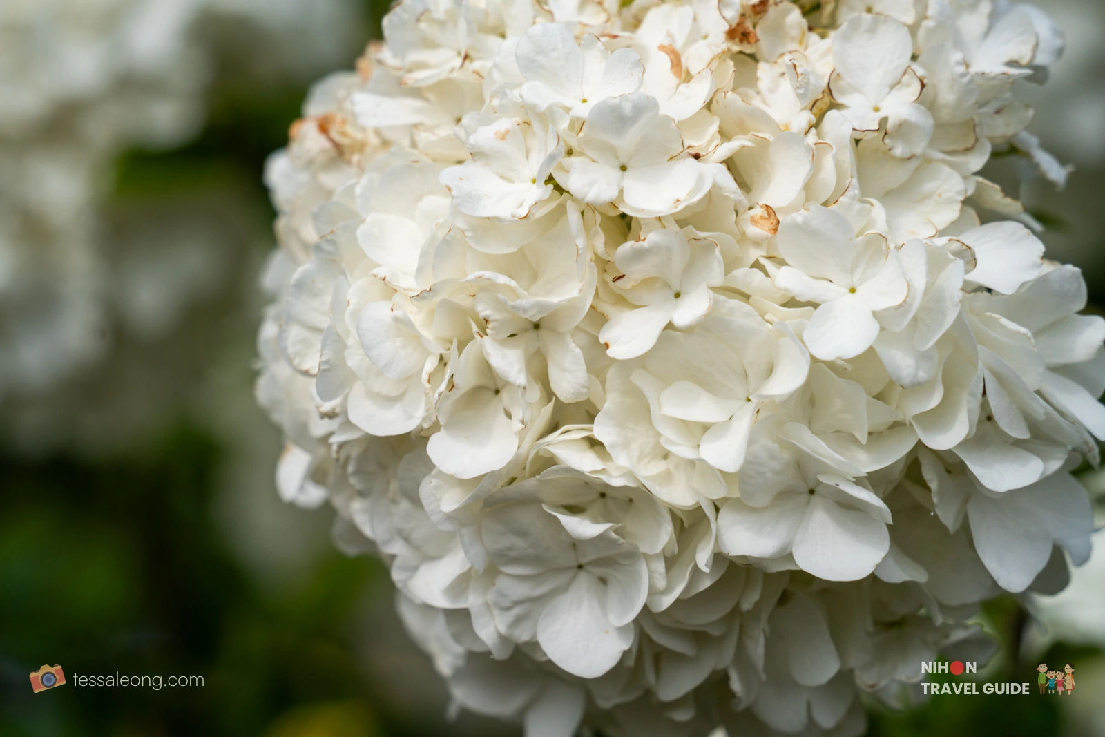 Large white hydrangea flower cluster at Ibaraki Flower Park.