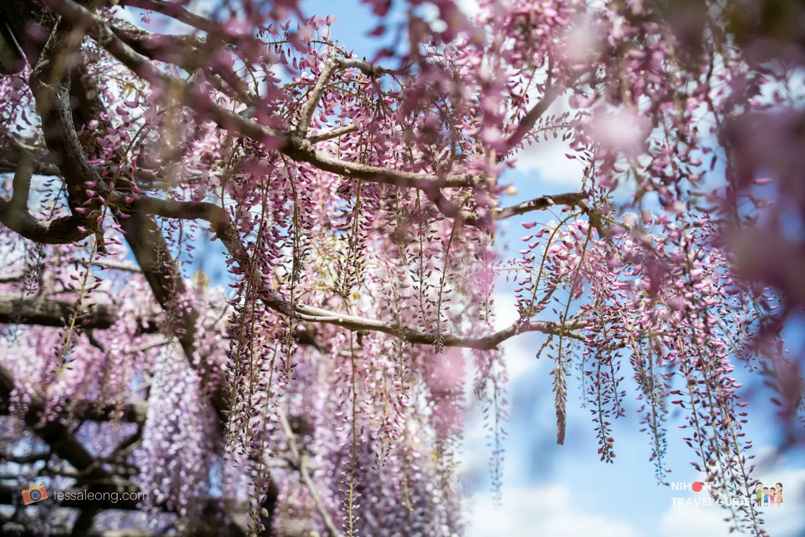 Close-up of beautiful purple wisteria blossoms hanging at Ibaraki Flower Park.