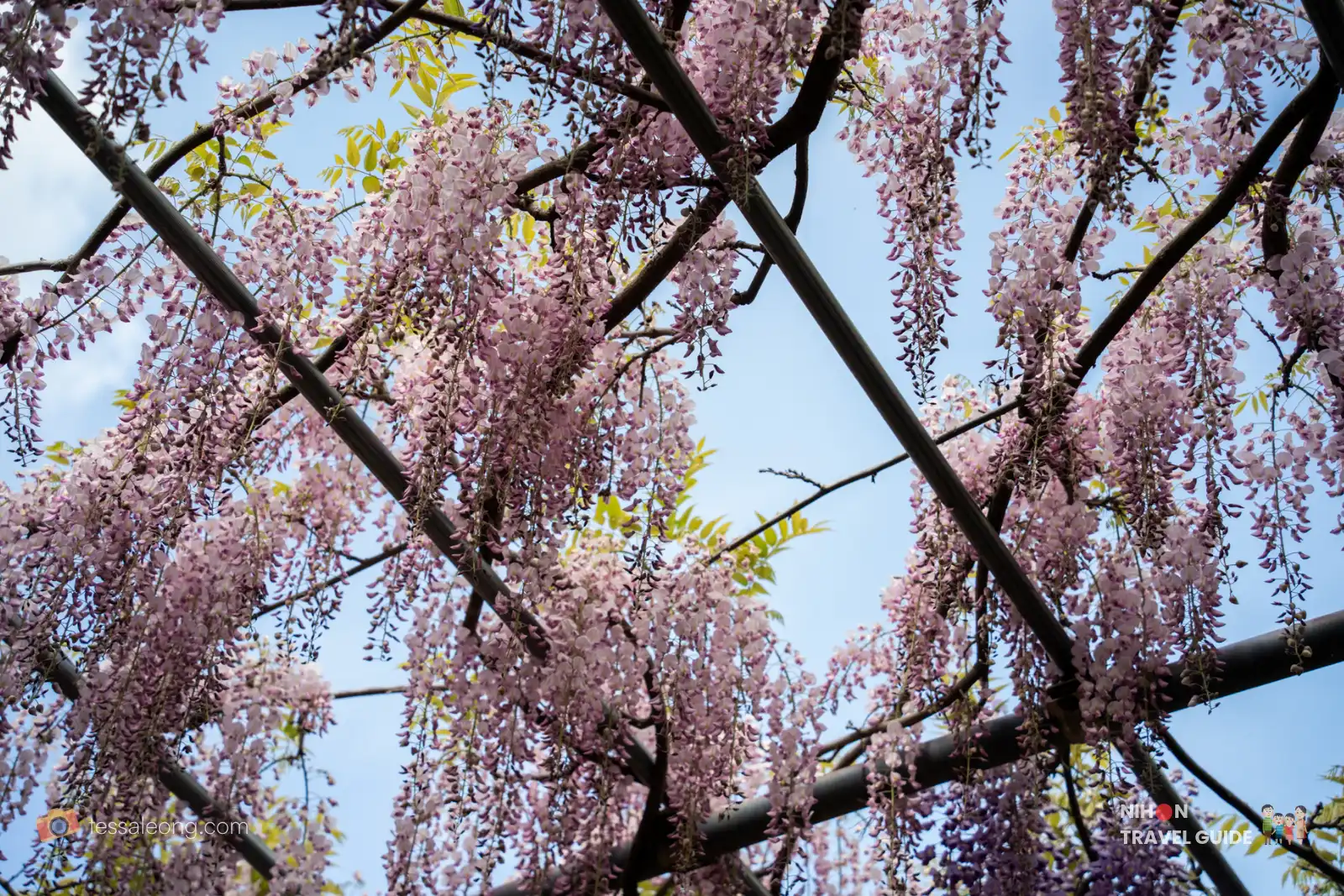 Wisteria flowers hanging from the trellis at Ibaraki Flower Park against a blue sky.