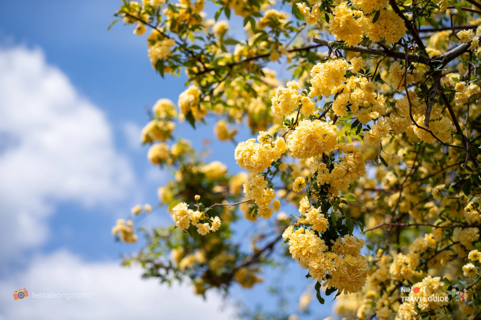 Bright yellow Kerria japonica flowers blooming against the blue sky at Ibaraki Flower Park.