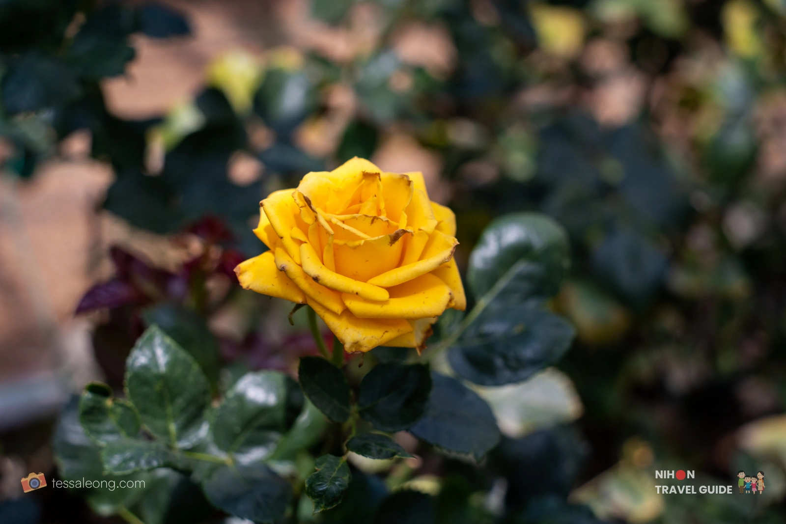 Beautiful yellow rose in bloom at Atelier Rose Farm greenhouse, Ibaraki Flower Park.