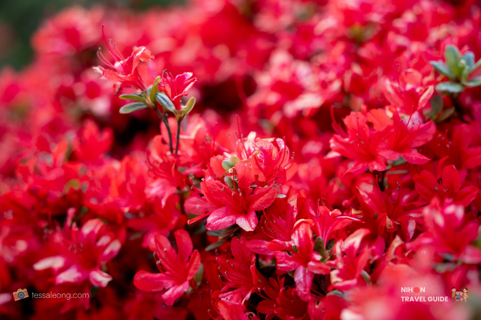 Close-up of bright red azalea flowers with green leaves at Kairakuen Garden