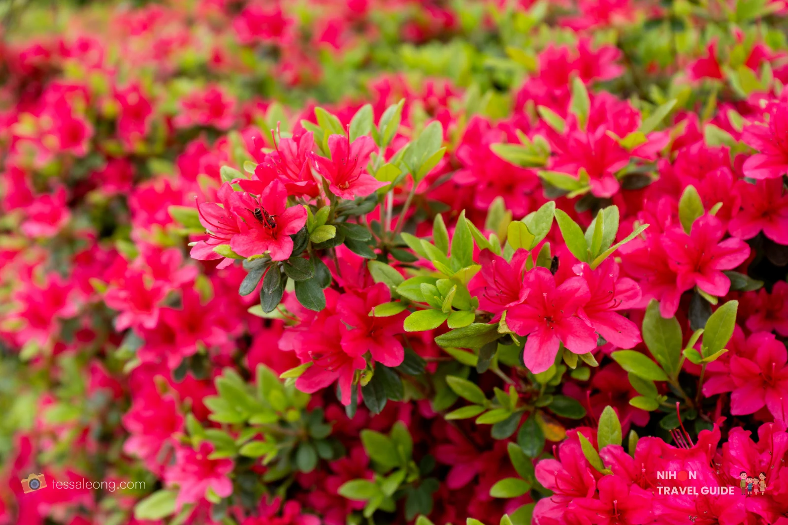 Vibrant red azaleas blooming at Kairakuen Garden in Mito, Japan