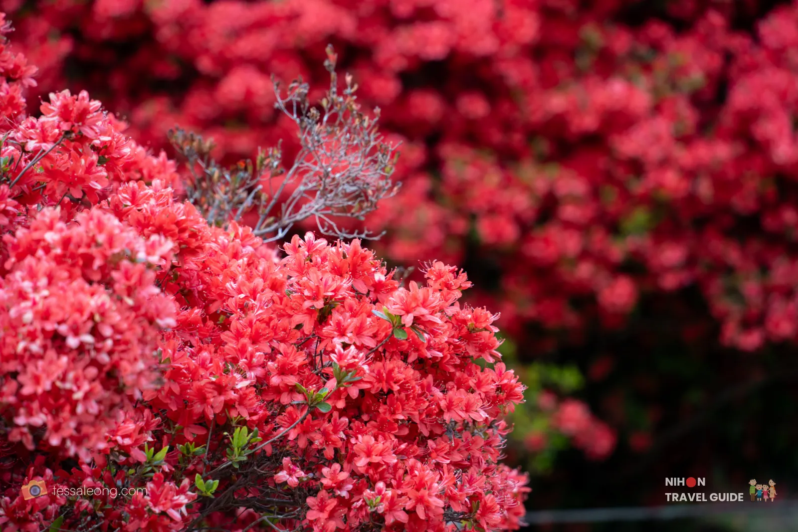 Vibrant red azaleas in full bloom at Kairakuen Garden, Mito